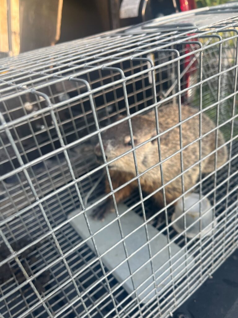 Platinum Wildlife Removal of Troy