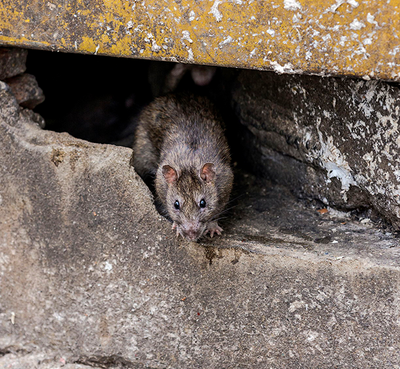 Platinum Wildlife Removal of Troy